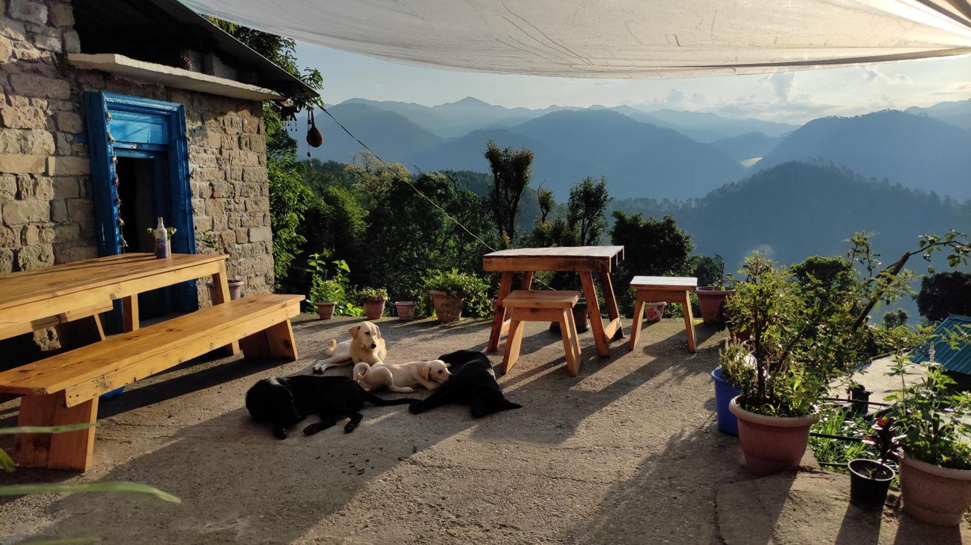 Vista Hostel Jeolikote, Nainital Patwa Dunga Bilik gambar
